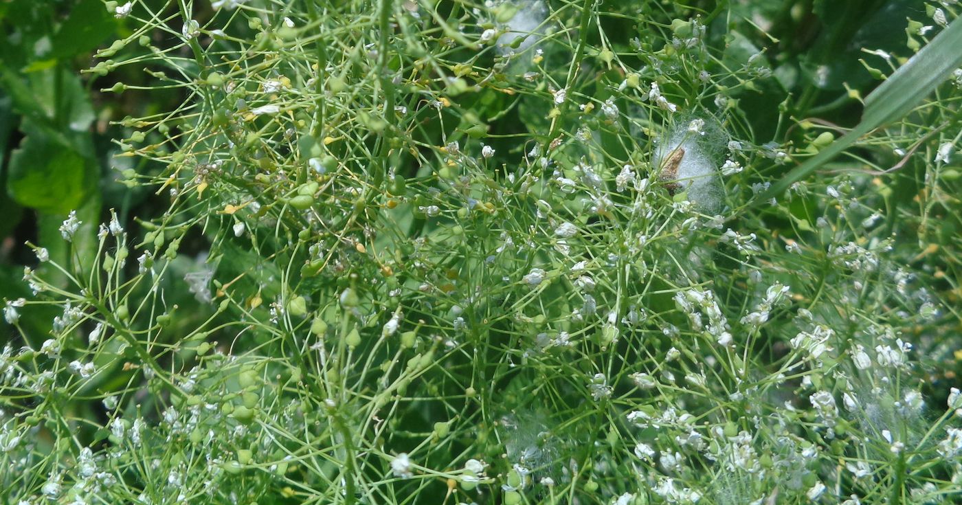 Image of Cardaria draba specimen.