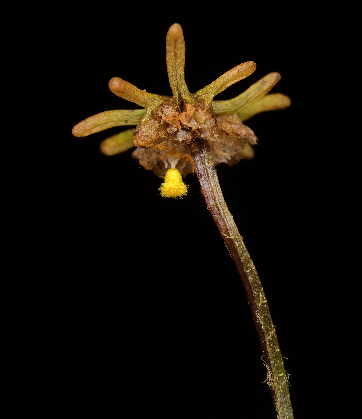 Изображение особи Marchantia polymorpha.