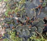 genus Peltigera