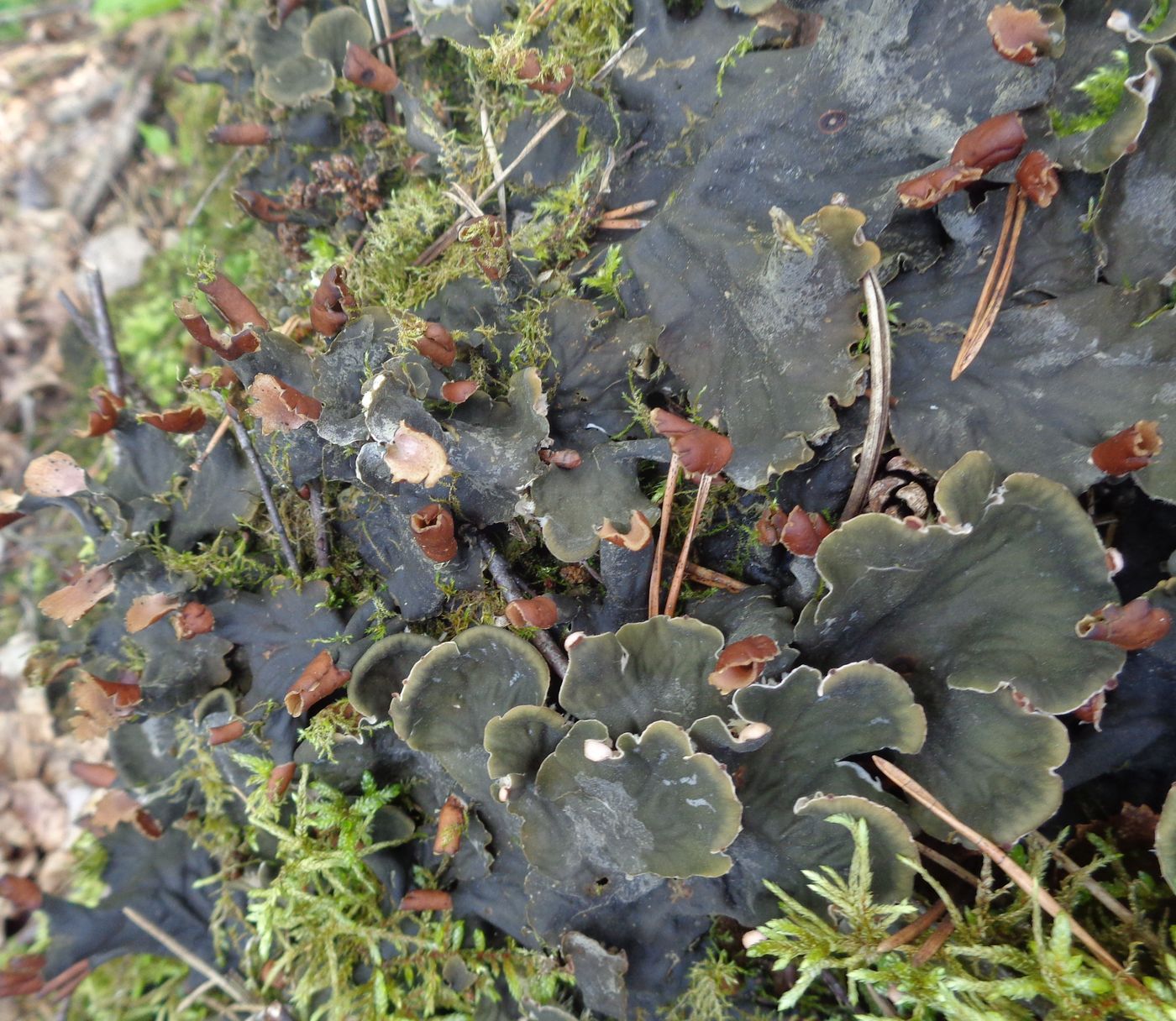 Image of genus Peltigera specimen.