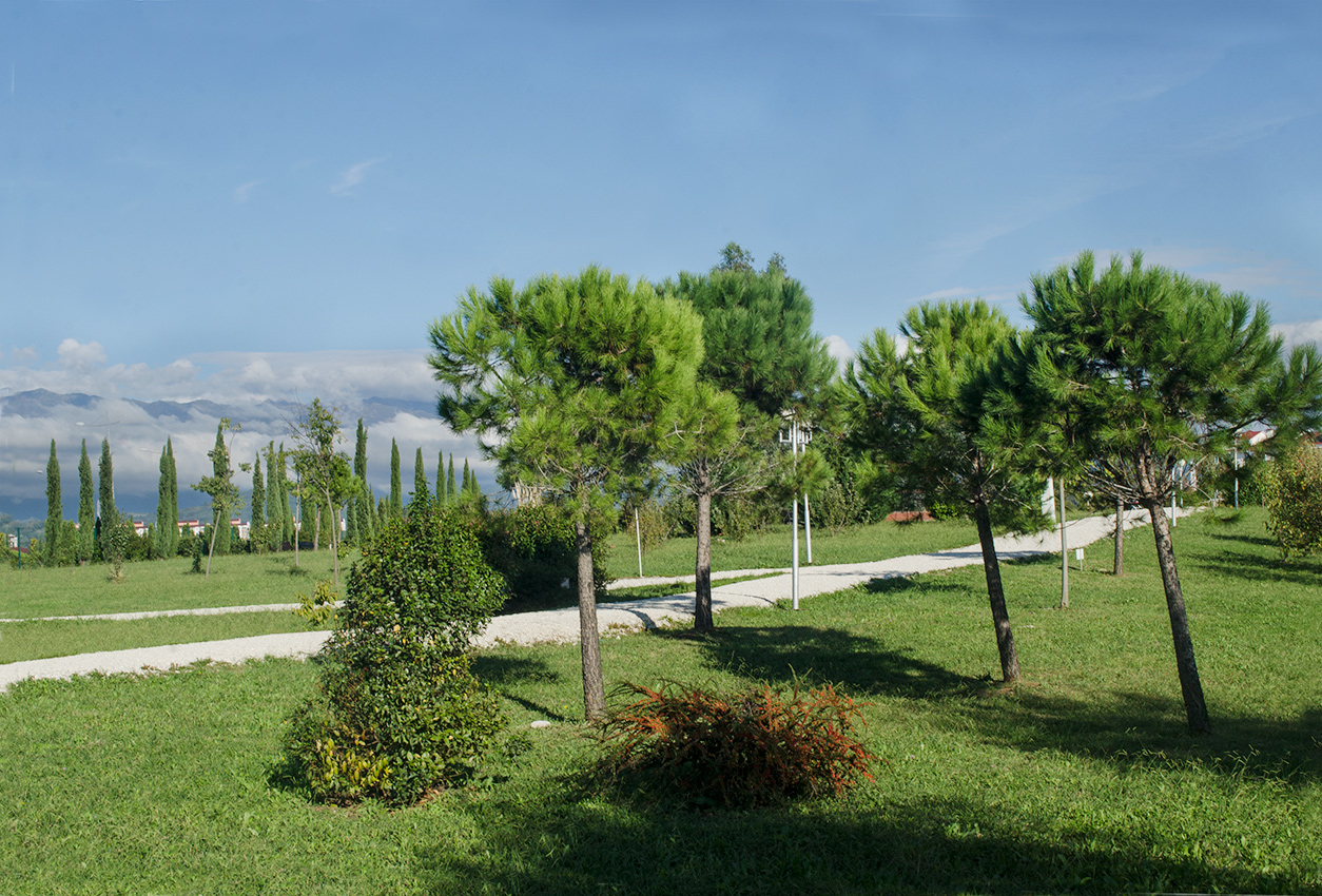 Image of Pinus pinea specimen.