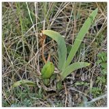 Iris hungarica