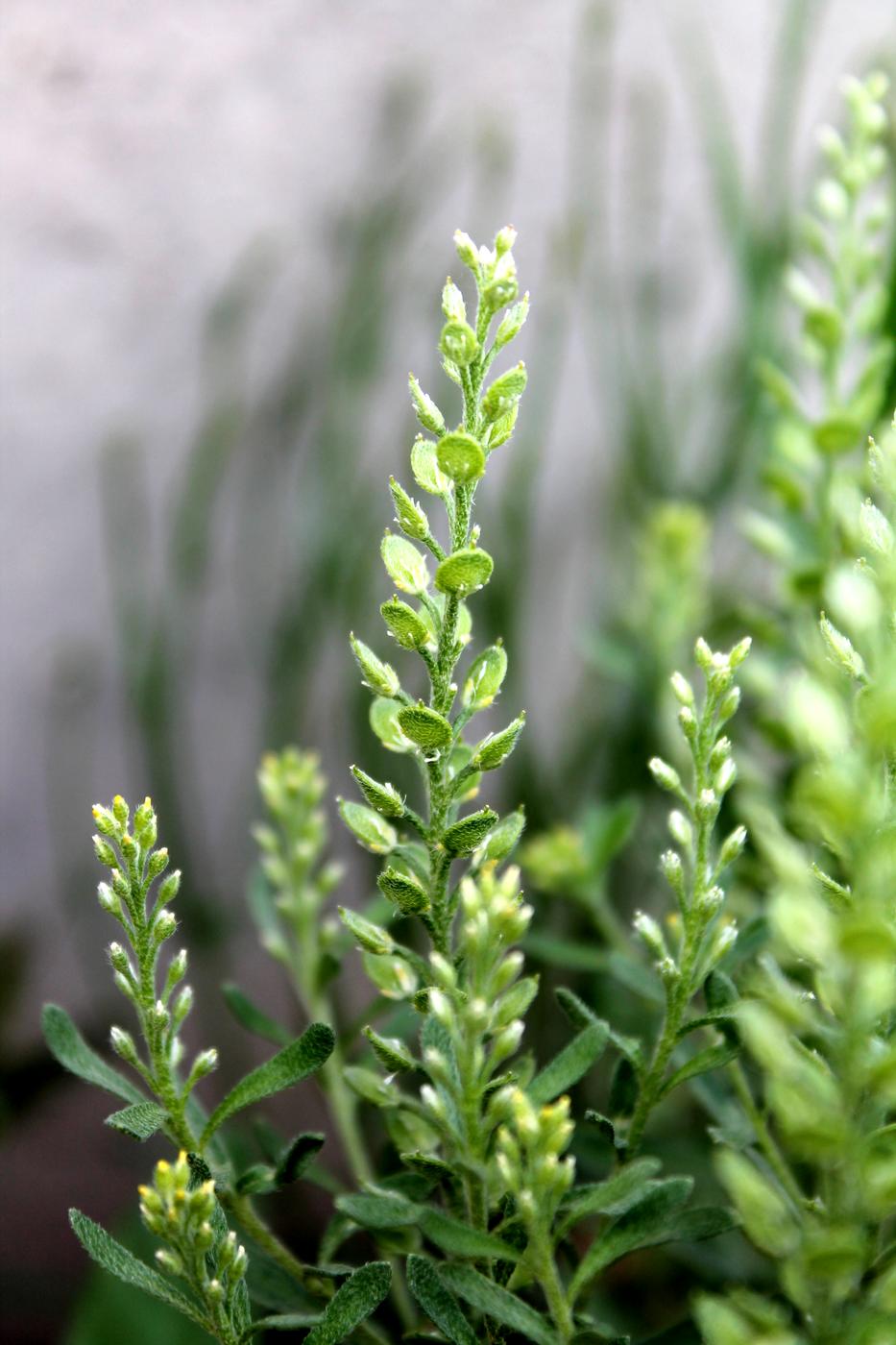 Image of Alyssum simplex specimen.