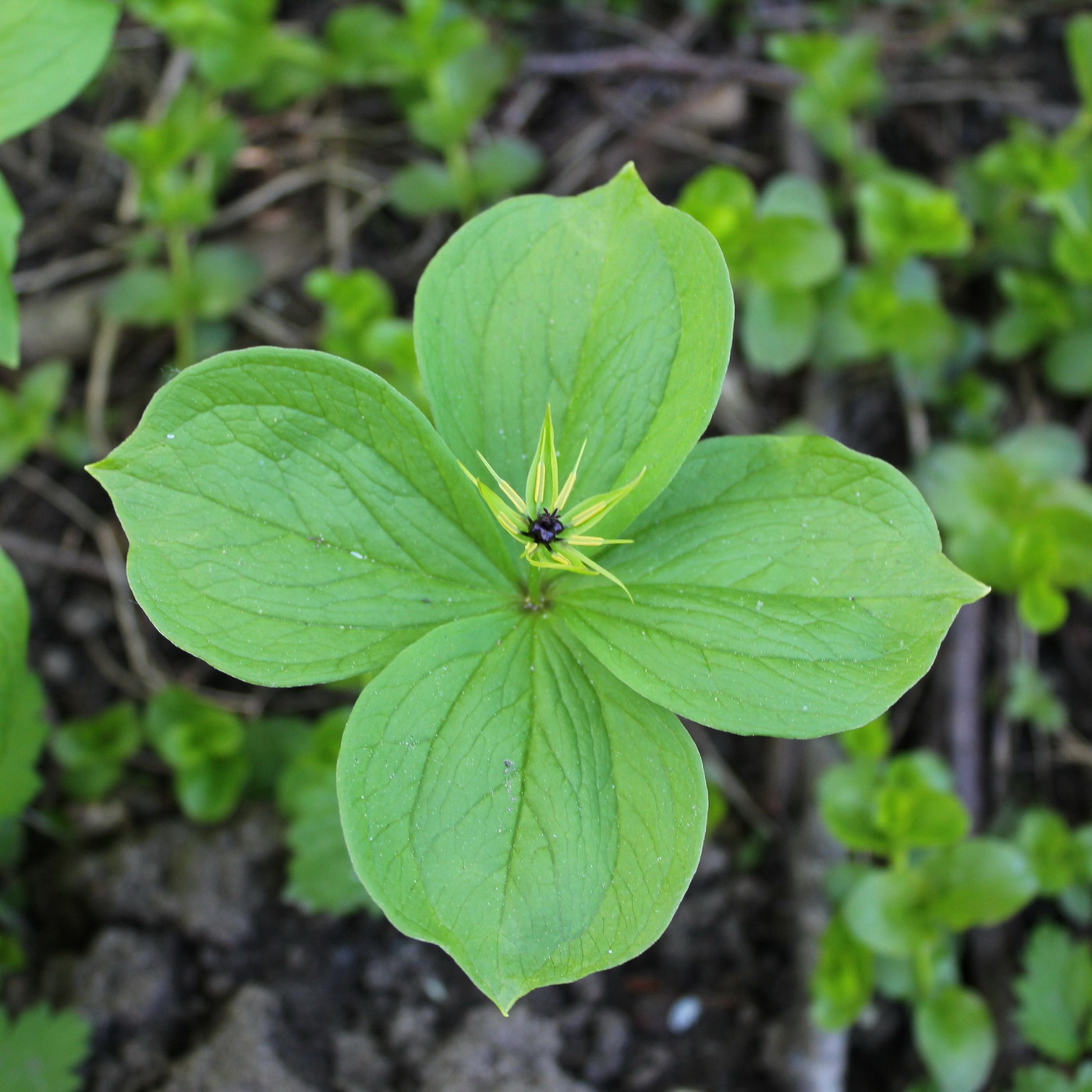 Изображение особи Paris quadrifolia.