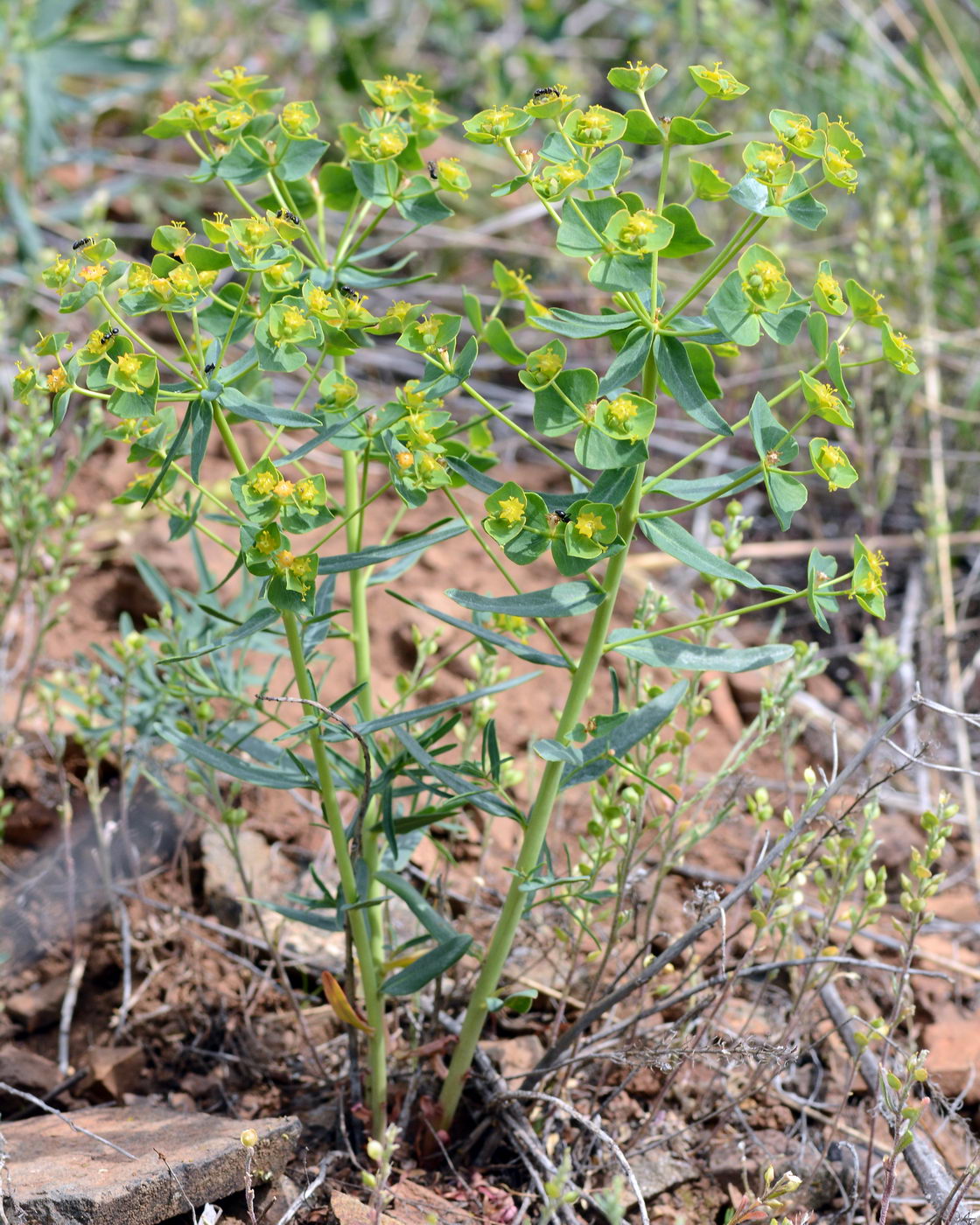 Изображение особи Euphorbia pseudagraria.