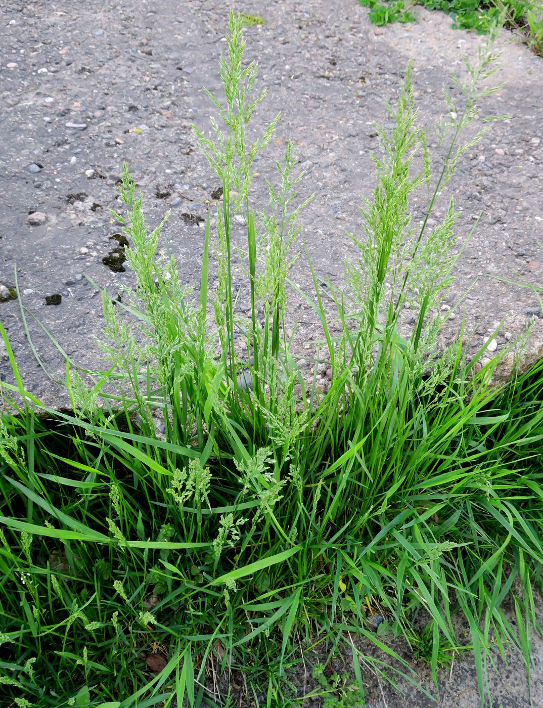 Image of Poa pratensis specimen.