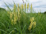 Astragalus asper