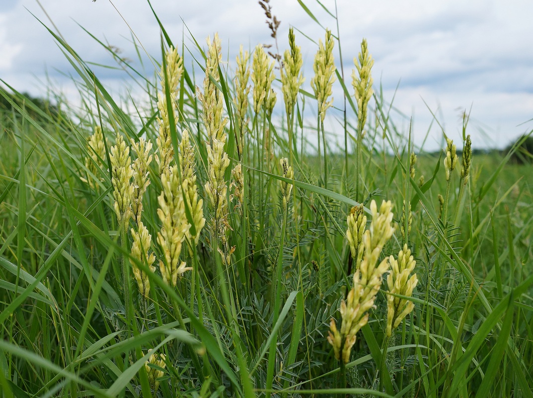 Изображение особи Astragalus asper.