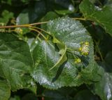 Tilia platyphyllos