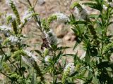 Mentha longifolia ssp. capensis