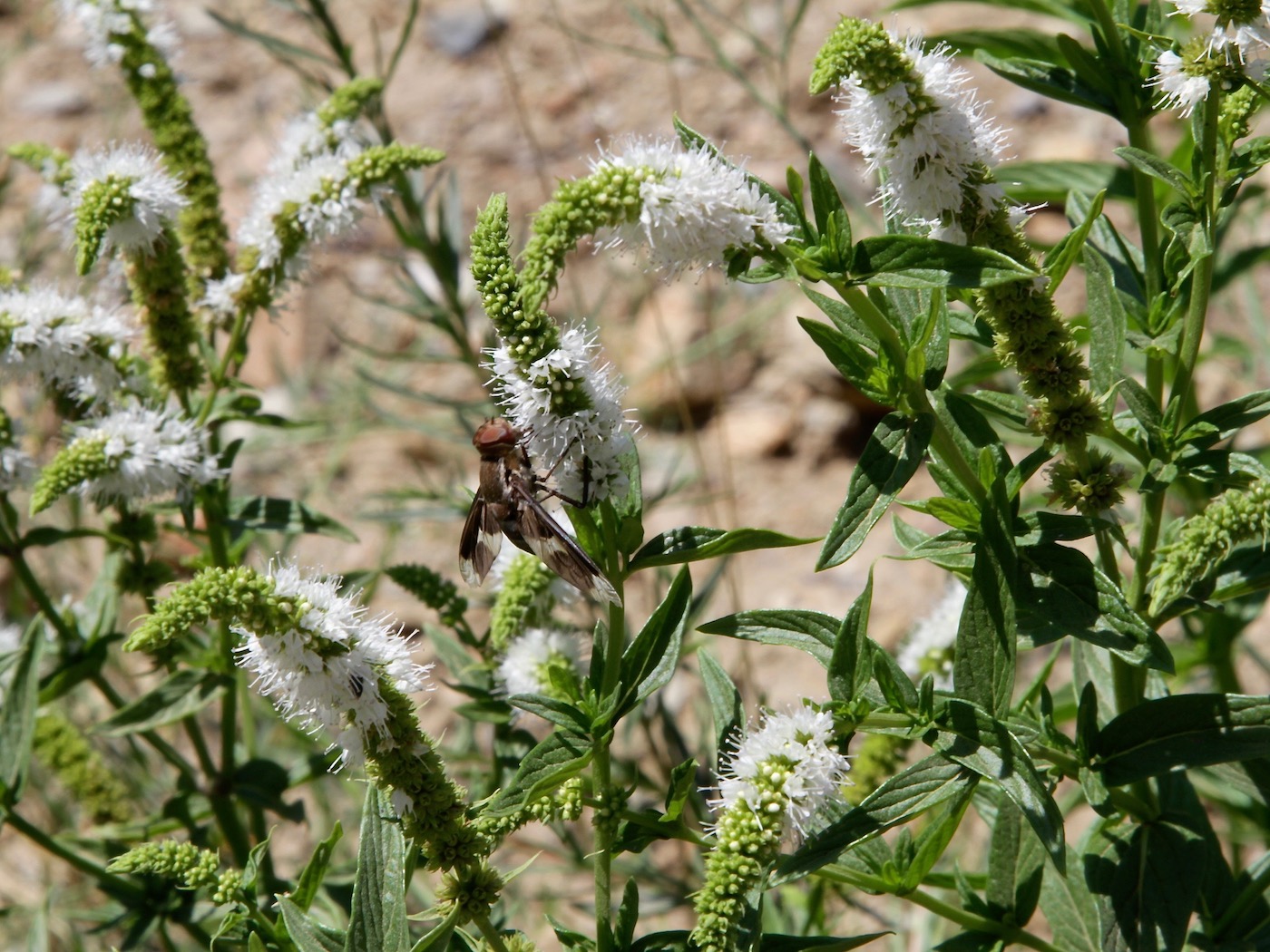 Изображение особи Mentha longifolia ssp. capensis.