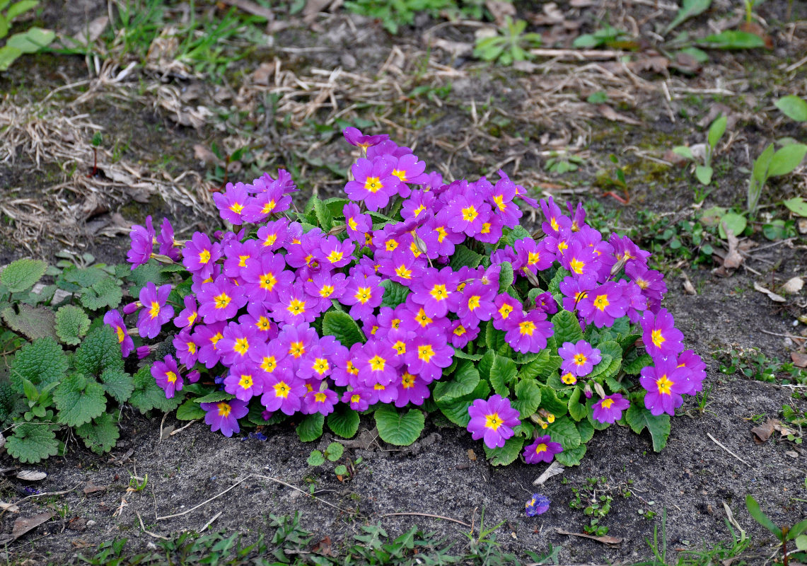 Image of genus Primula specimen.