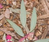 Eucalyptus sideroxylon