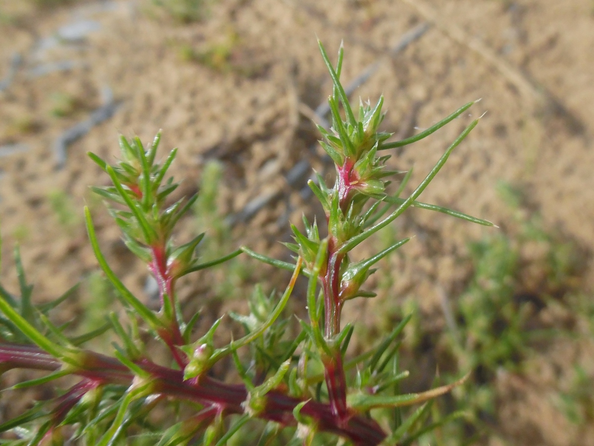 Image of Salsola collina specimen.