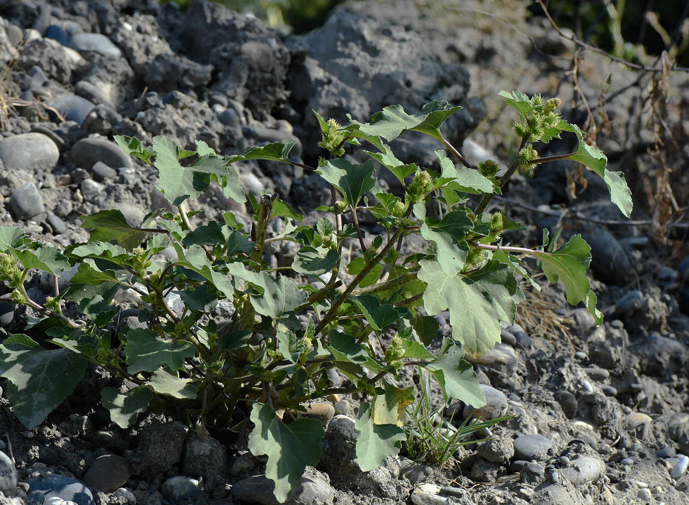 Image of Xanthium orientale specimen.