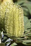 Banksia integrifolia. Соцветие. Испания, автономное сообщество Каталония, провинция Жирона, комарка Баш-Эмпорда, муниципалитет Палафружель, ботанический сад \"Кап-Роч\". 08.12.2019.