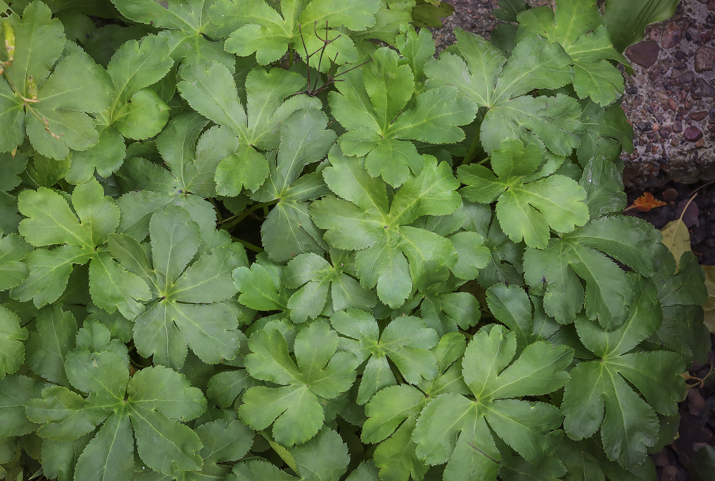 Image of genus Sanicula specimen.