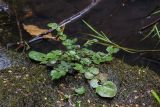 Cardamine amara