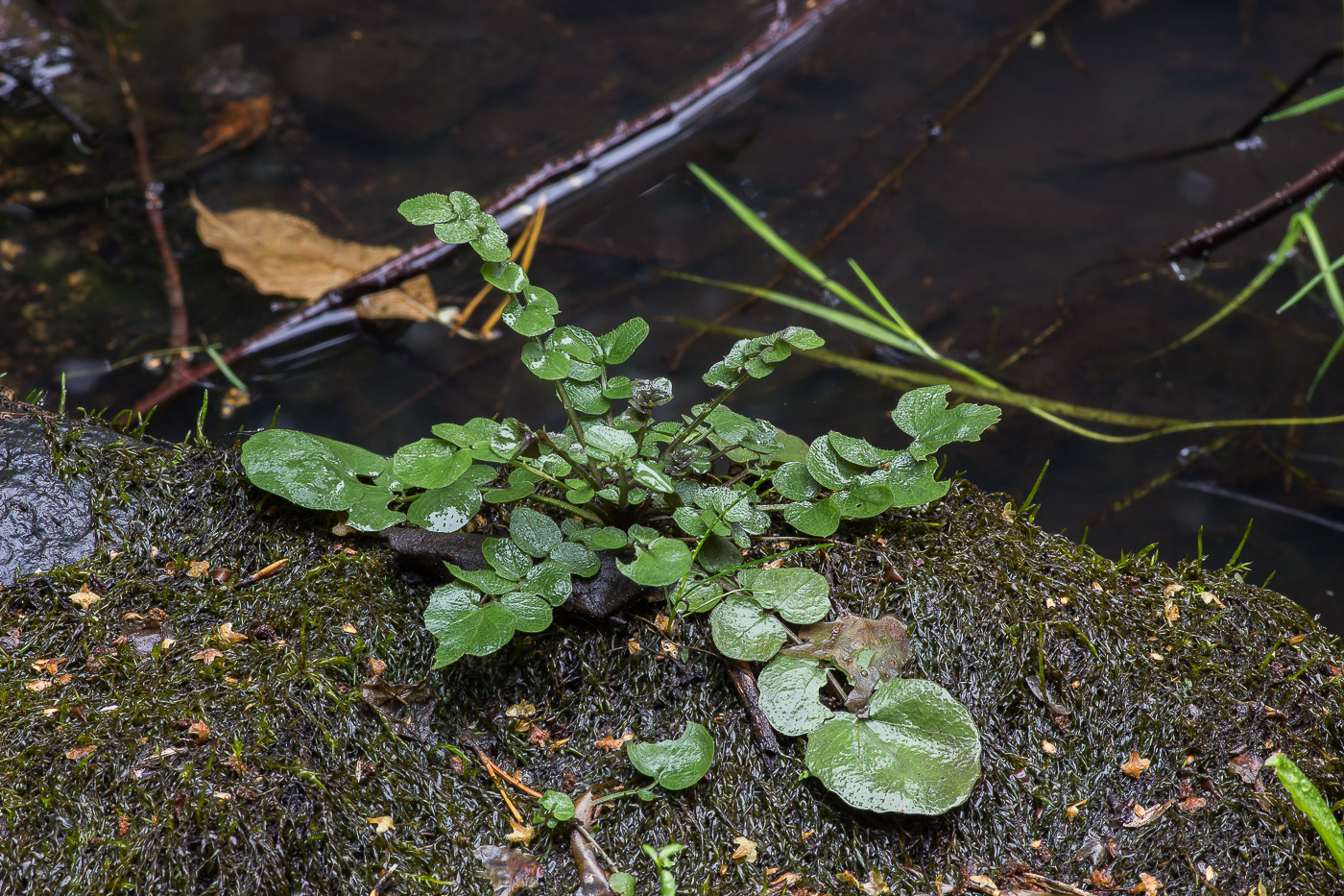 Изображение особи Cardamine amara.