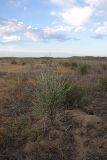 Astragalus macrocladus. Одиночный куст. Южный Казахстан, пустыня Кызылкум. 02.05.2010.