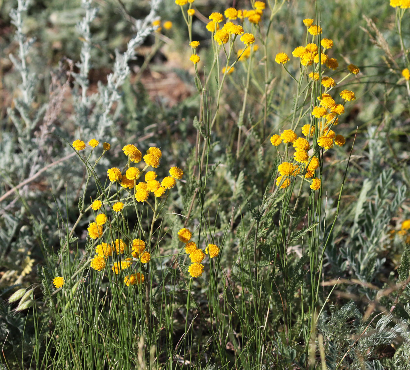 Image of genus Tanacetum specimen.