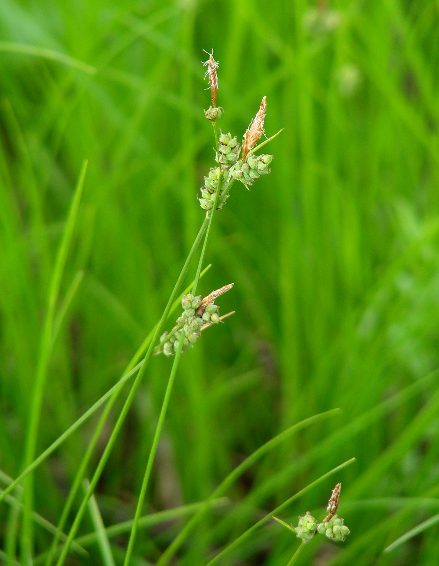 Изображение особи Carex globularis.