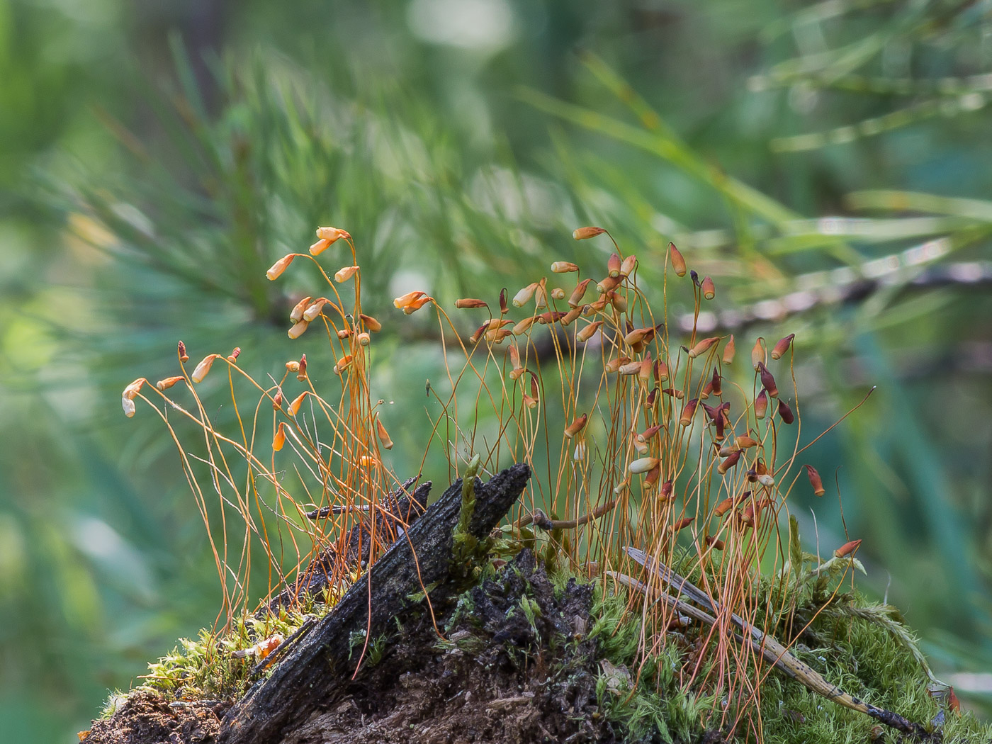 Image of class Bryopsida specimen.