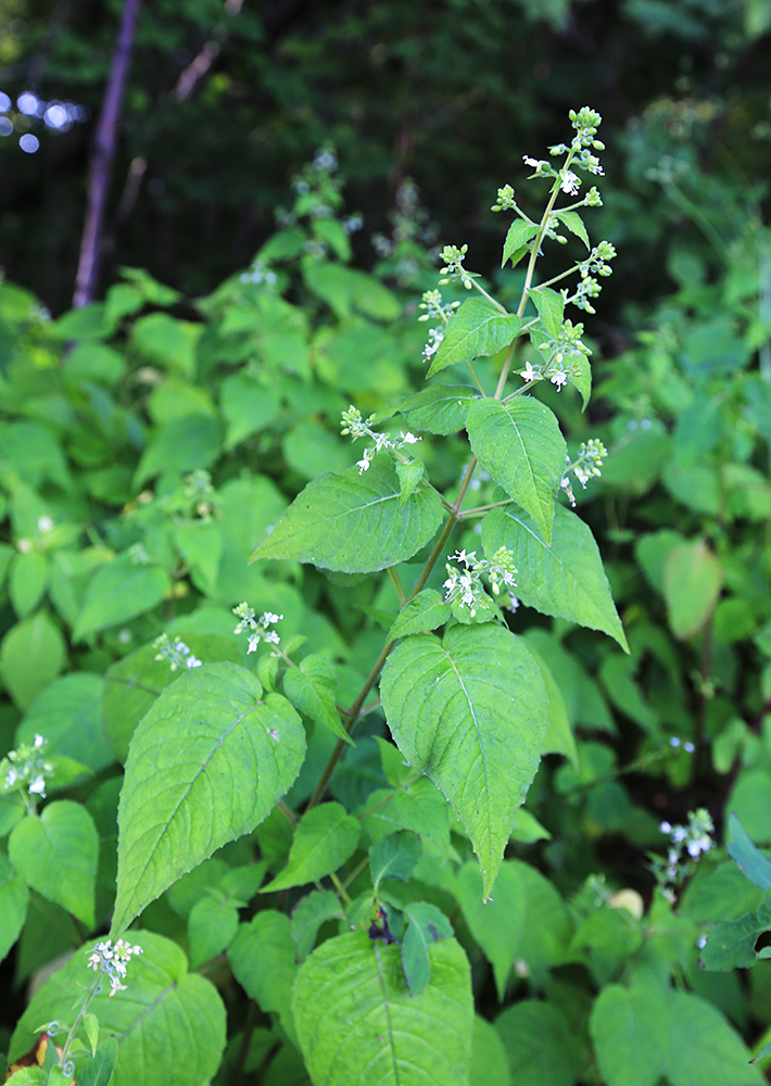 Изображение особи Circaea cordata.