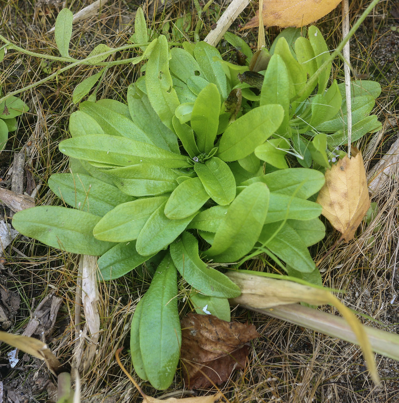 Изображение особи Myosotis cespitosa.