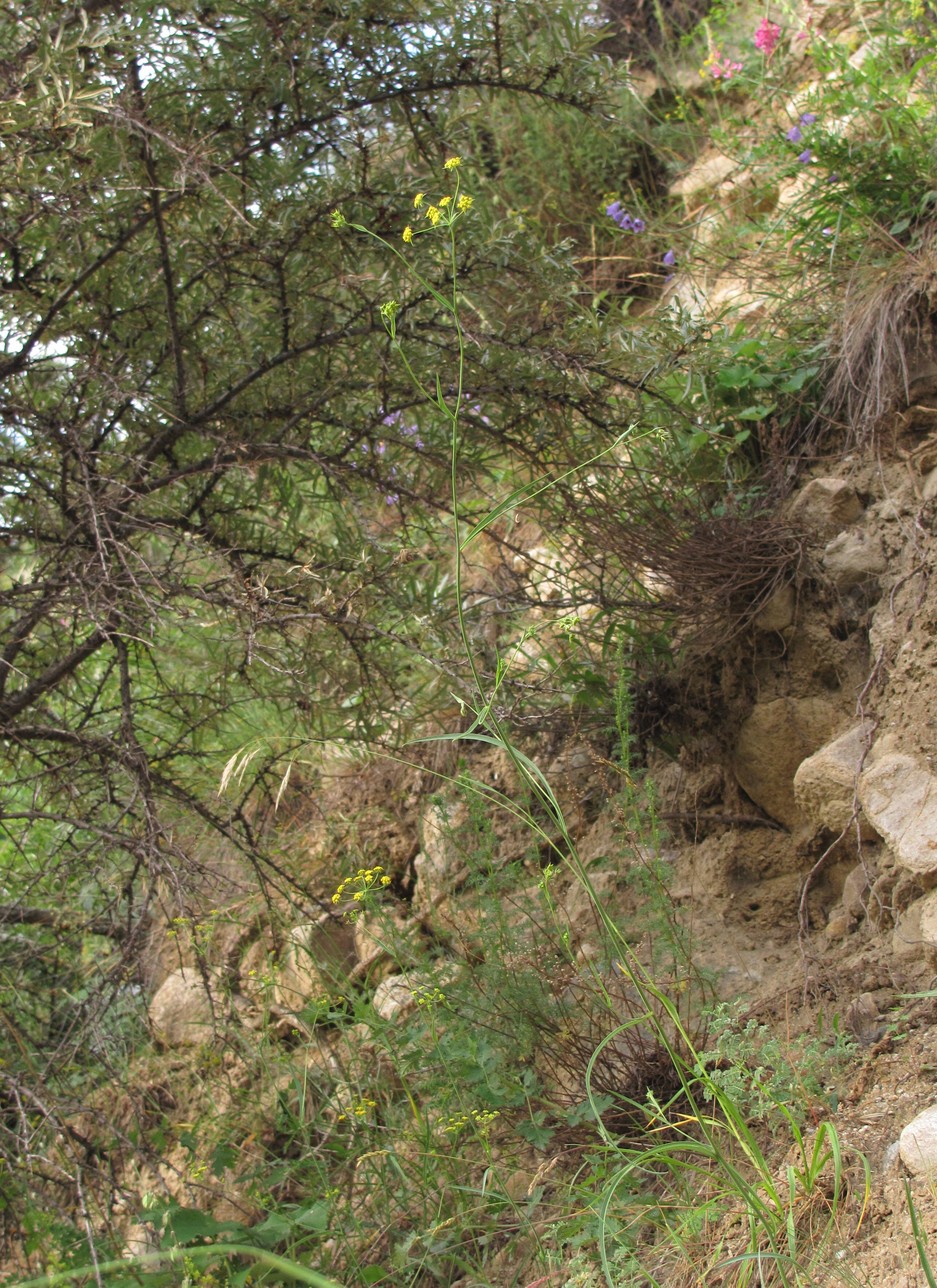 Image of Bupleurum exaltatum specimen.