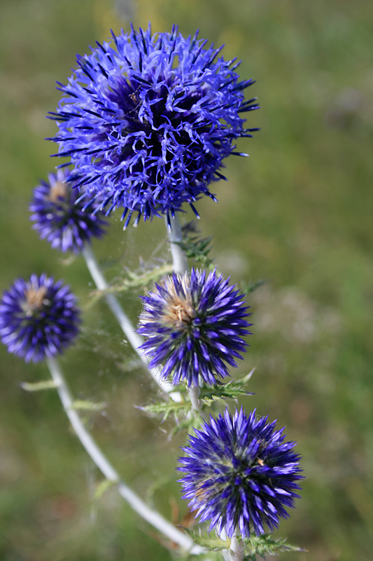 Изображение особи Echinops tataricus.