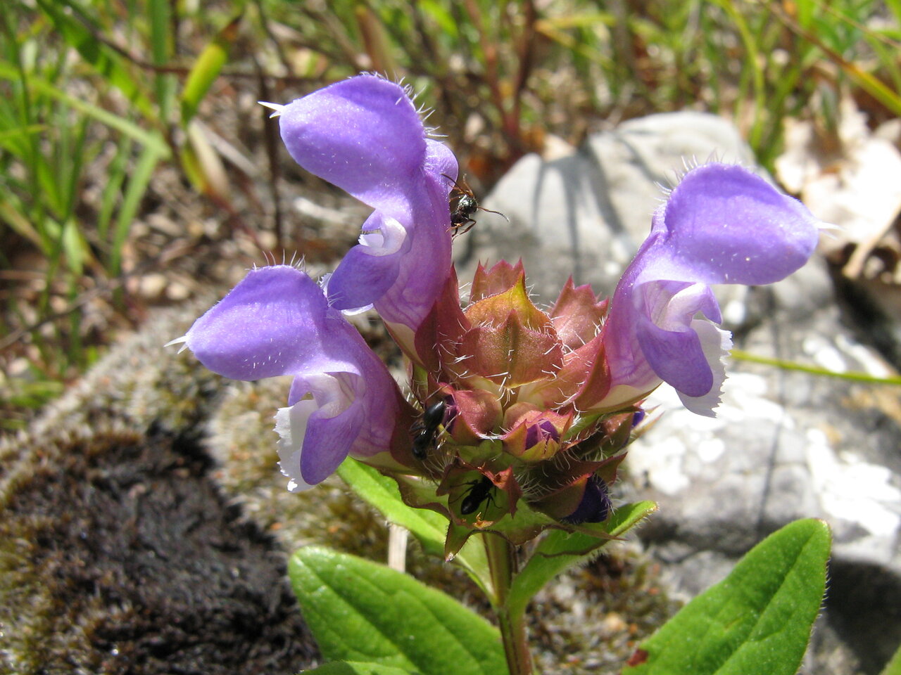 Image of Prunella grandiflora specimen.