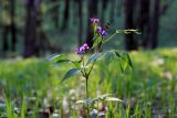 Lathyrus vernus. Верхушка цветущего растения. Тульская обл., окр. пос. Дубна, лиственный лес Темирёво. 17.05.2019.