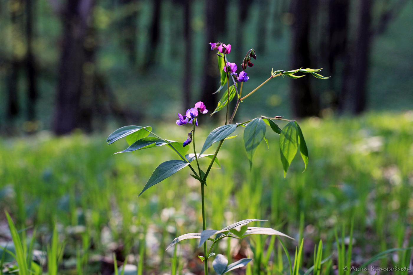 Изображение особи Lathyrus vernus.