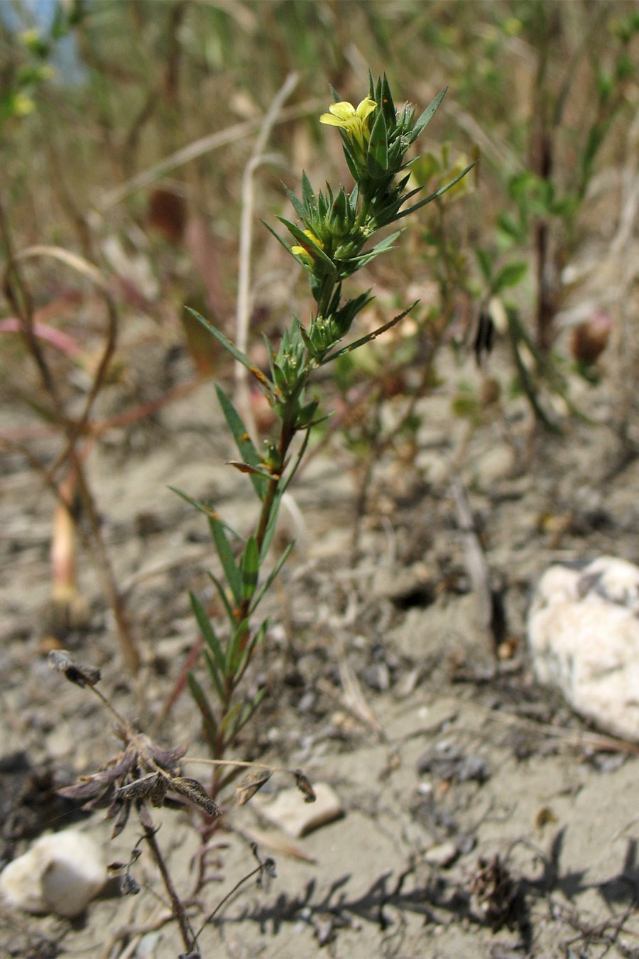 Image of Linum strictum ssp. spicatum specimen.