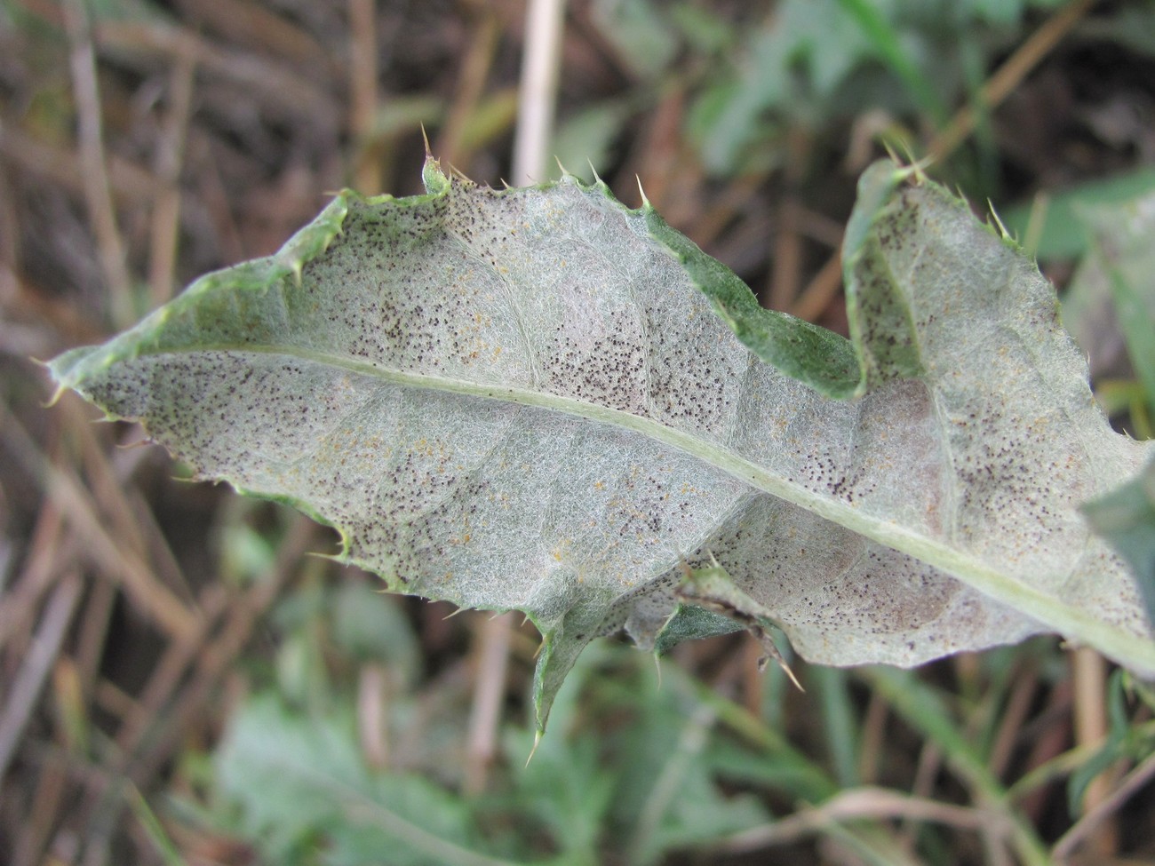 Image of Cirsium setosum specimen.