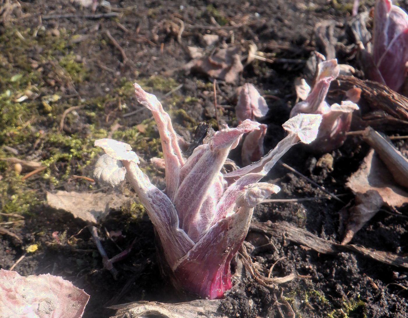 Image of Petasites hybridus specimen.