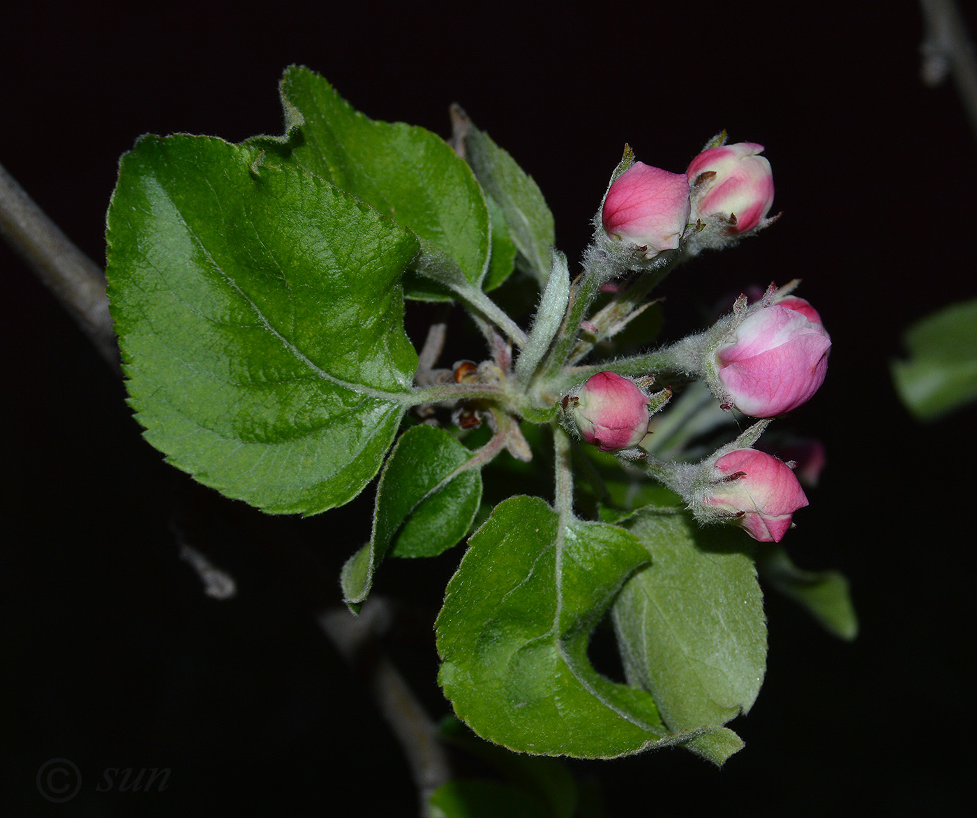 Изображение особи Malus domestica.