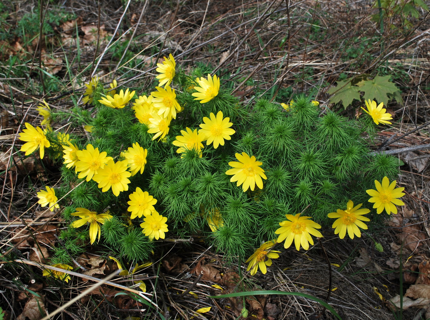 Изображение особи Adonis vernalis.