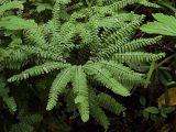 Adiantum pedatum