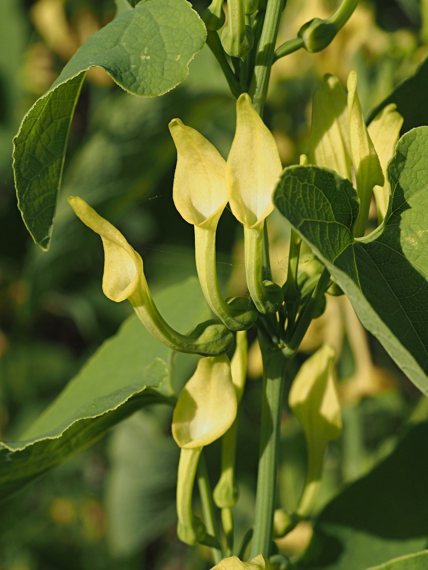 Image of Aristolochia clematitis specimen.