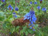 Coleus livingstonei