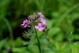 Hesperis sibirica