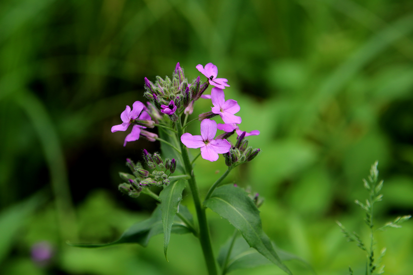 Изображение особи Hesperis sibirica.