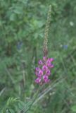 Onobrychis sibirica