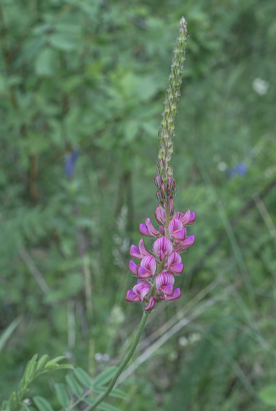 Изображение особи Onobrychis sibirica.