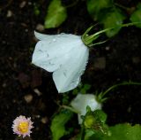 Campanula carpatica