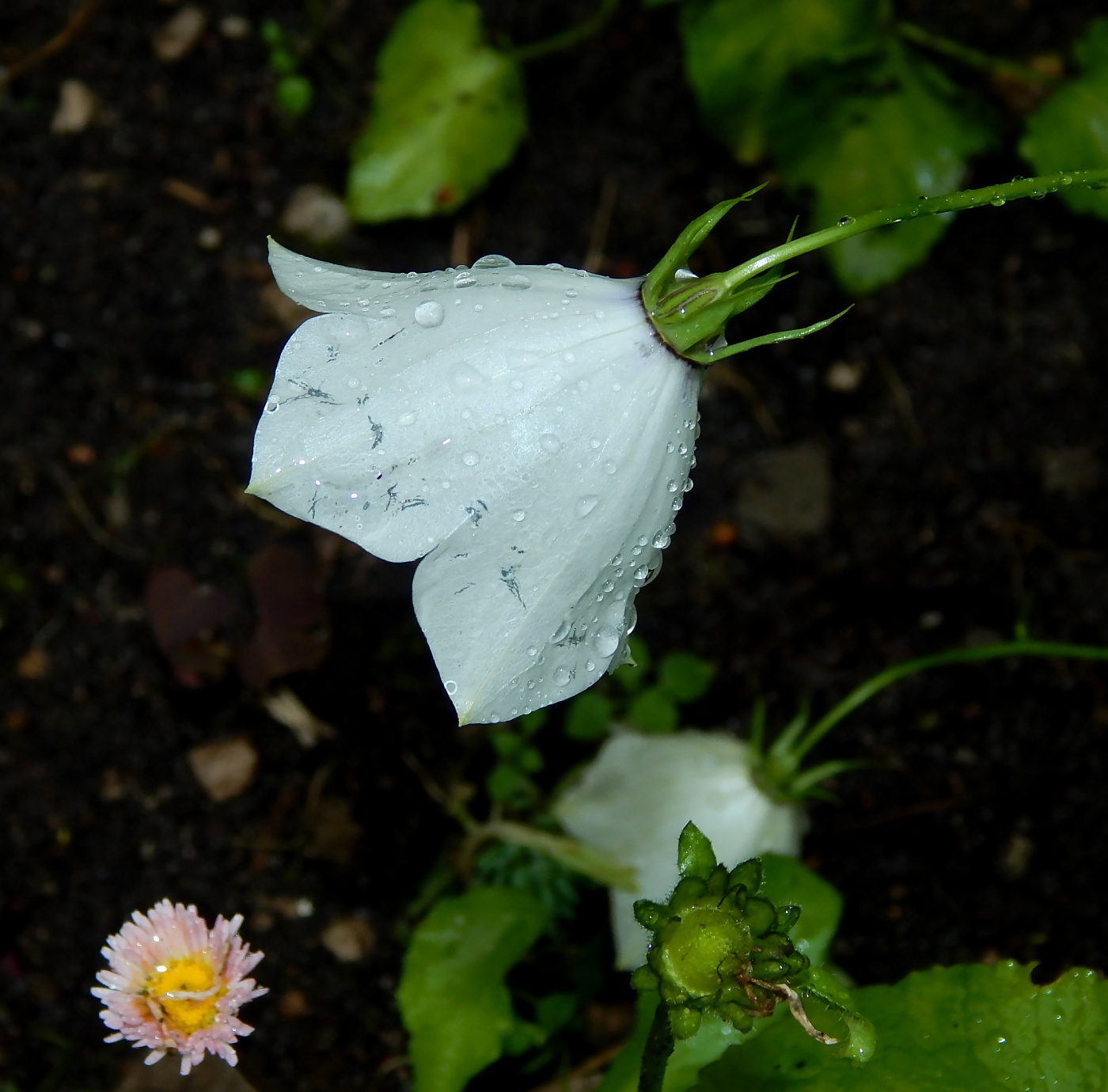 Изображение особи Campanula carpatica.