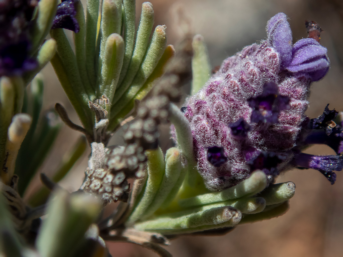 Изображение особи Lavandula stoechas.