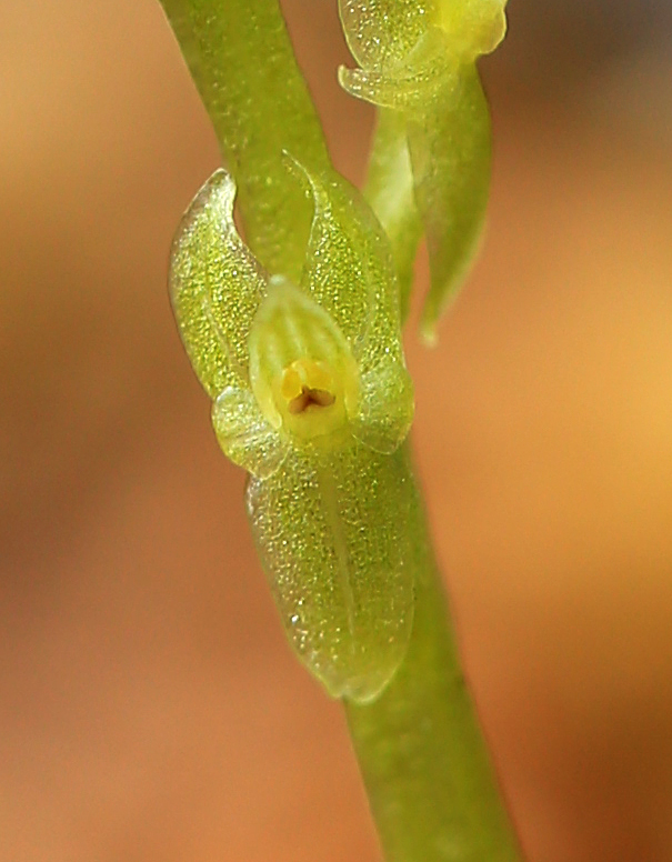 Image of Hammarbya paludosa specimen.